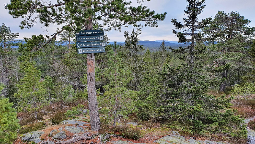 Lokkeråsen