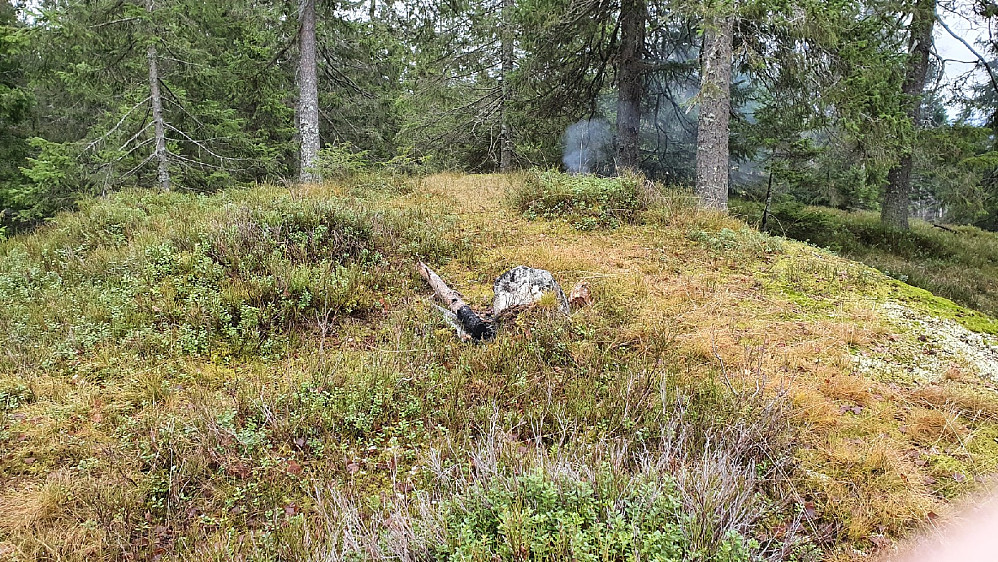 Stutehaugen