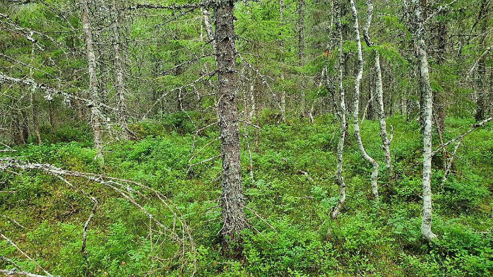 Toppen av Guståsen. Ingen utsikt.
