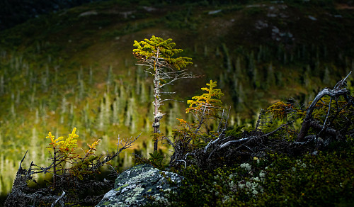 Ung fjellfuru i spotlys