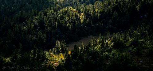 Siste lys over skogen der nede