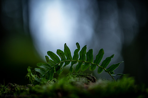 Sisselrot i urørt granskog