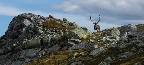 Majesteten