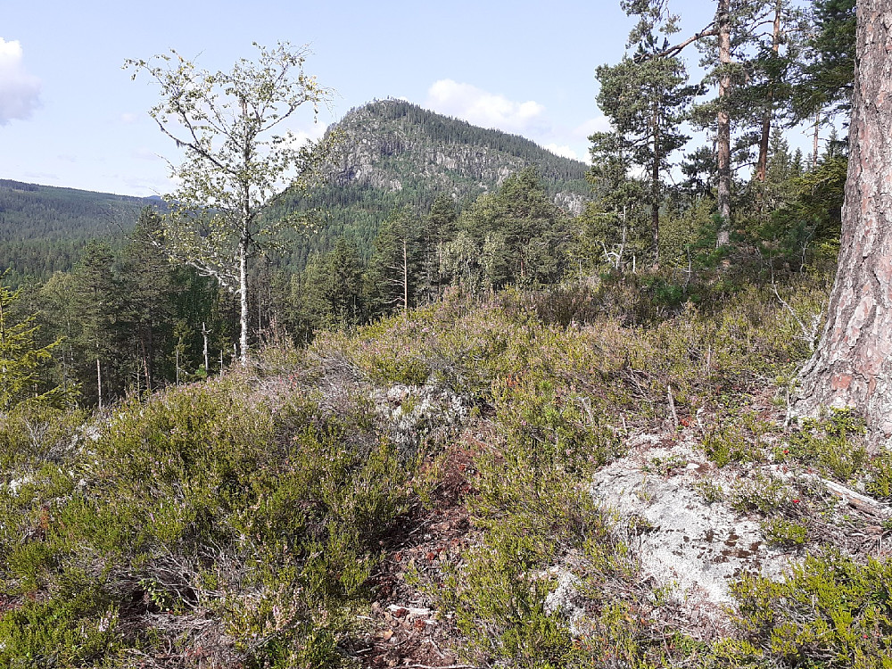 Stien/tråkket er synlig her og der. Svartkollen bak.