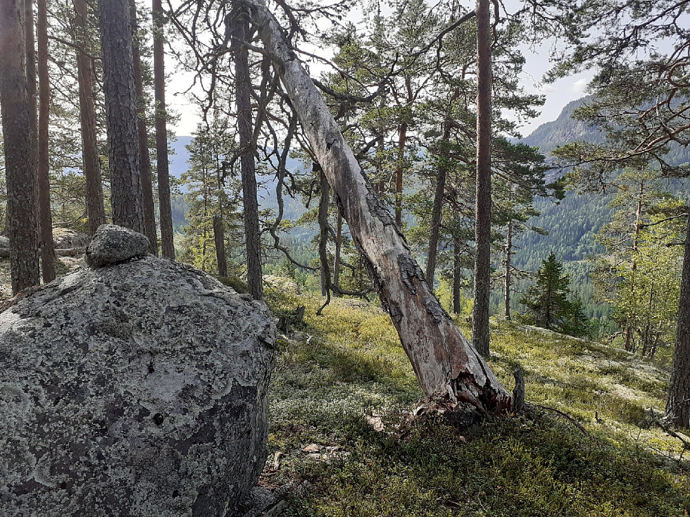 Furua på toppen er på hell nå. Mye tørrfuru her oppe.