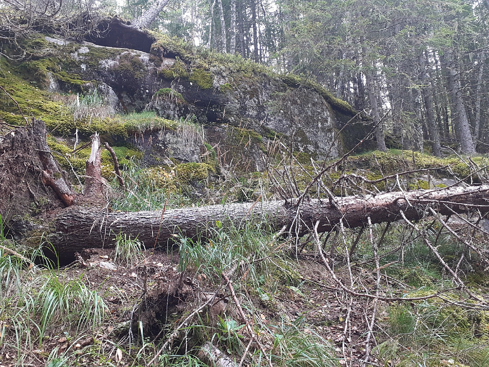 Skrenter og trefall opp mot Buvasskollen. Ble litt sikksakk her.