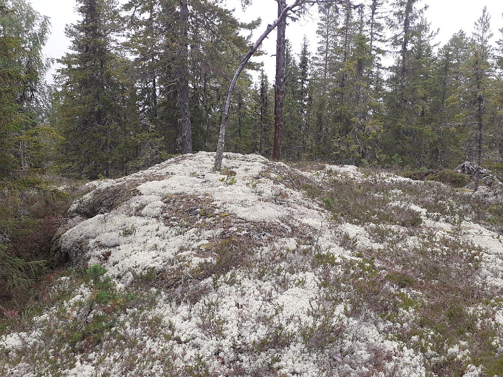 Lite utsikt fra Buvasskollen.