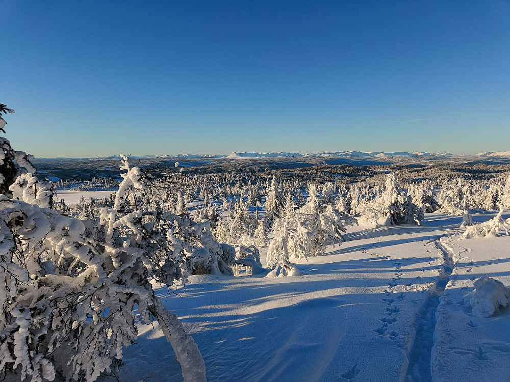 Idyllisk her i sola, og med snøen på trærne. Har blitt helt bortskjemt med dette denne vinteren! Skogshorn ruver i det fjerne.