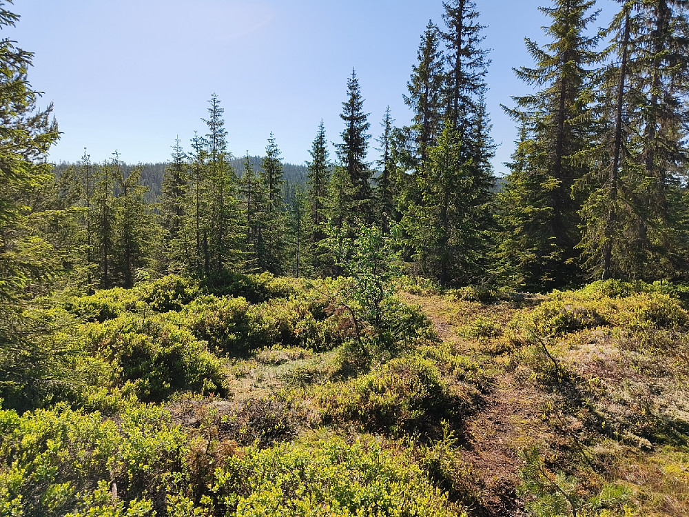 Jevnlisfjellet er en skogstopp, men stikker snuten akkurat over tregrensa.