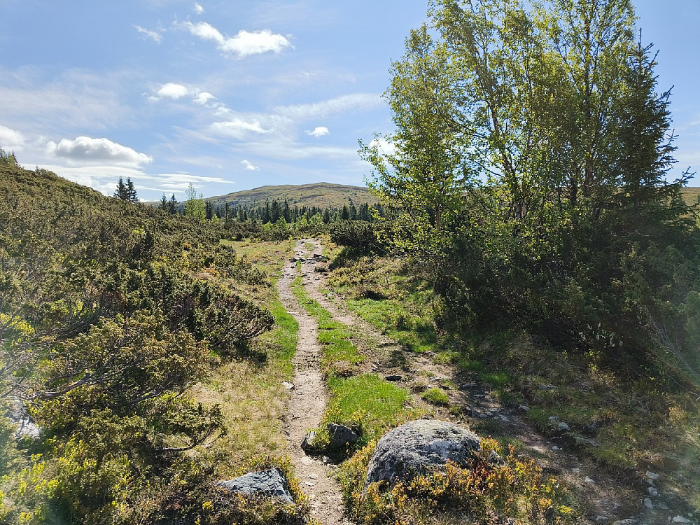 Etter en snau halvtimes sykling, fikk jeg nærkontakt med Smørlifjell.