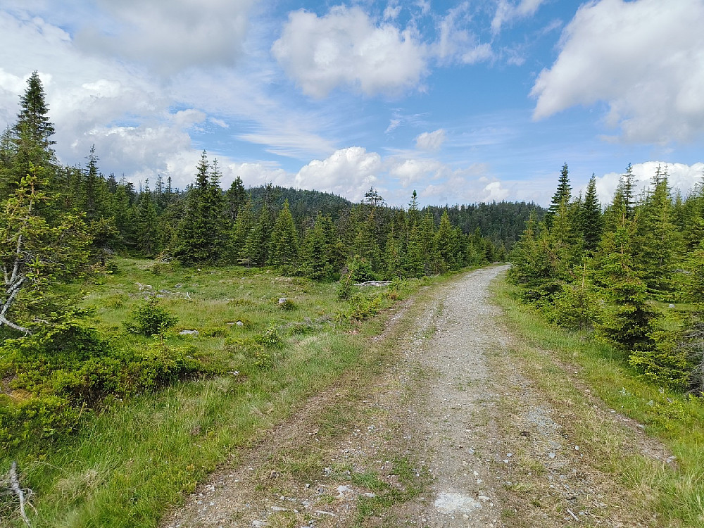 Svarttjernknatten, en av mange typiske skogstopper i Sør-Aurdal.