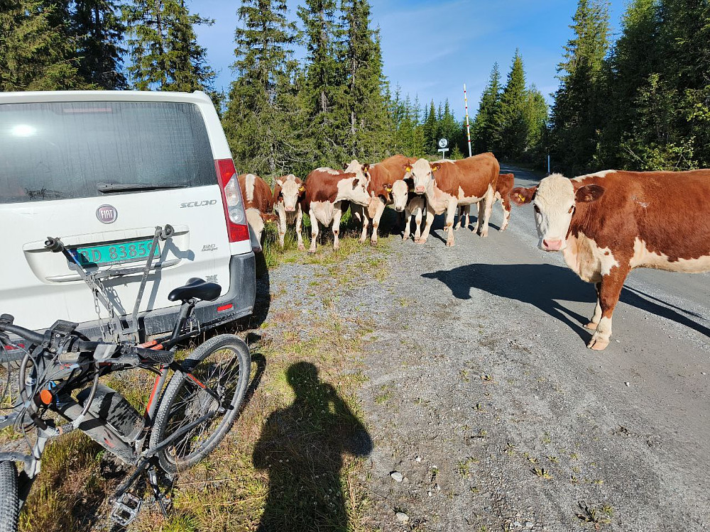 Noen ble svært nærgående, og dette føltes litt ubehagelig. Her har de trukket seg litt tilbake, og jeg vågde å ta fram kamera.
