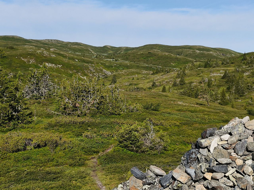 Grønt og fint innover fjellet. Så mange røde molte-kart.