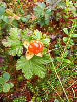 Olepetter_20240810_66b74e6c9ceba.jpg