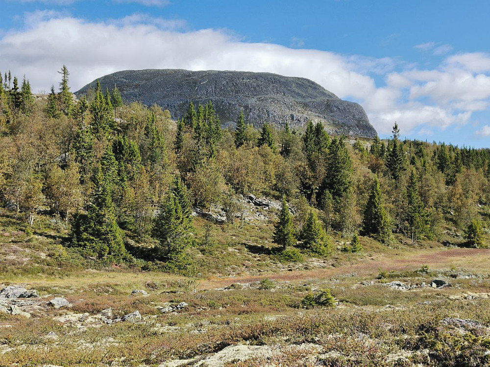 Tilbakeblikk på Rundemellen. Var litt overrasket over å måtte krysse et lite skogsholt så høyt oppe i fjellet.