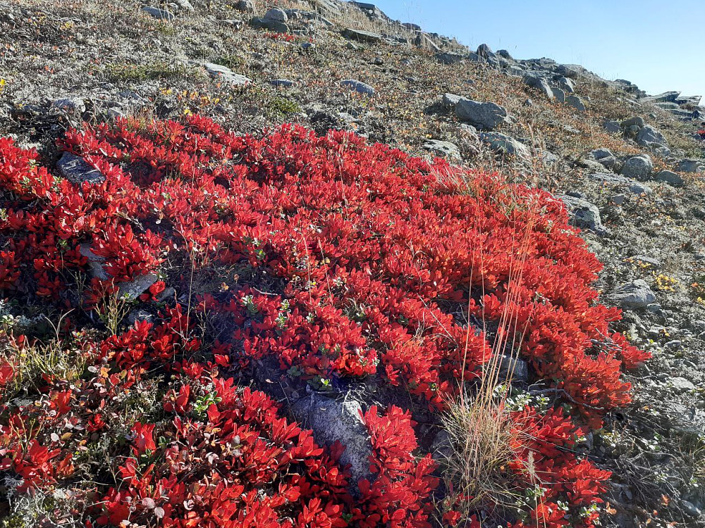 La inn en ørliten foto-omvei, da det borti lia var usedvanlig rødt! Skal visst være rypebær, dette...