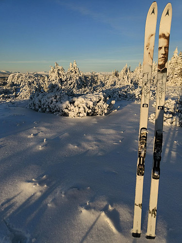 Julestemning med snø på trærne.