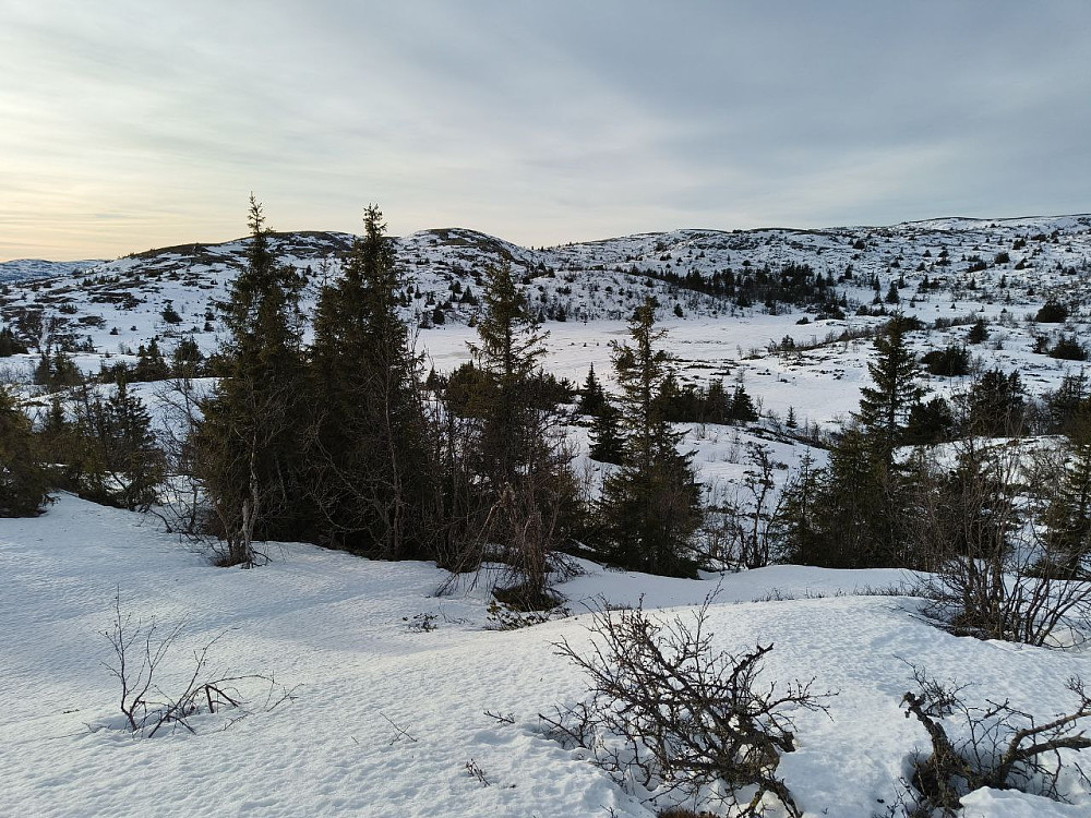 Greie snøforhold under tregrensa, fast og fint, og ypperlig for kortfeller under brede fjellski.