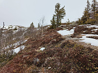 Olepetter_20250324_67e15b2e63fb6.jpg