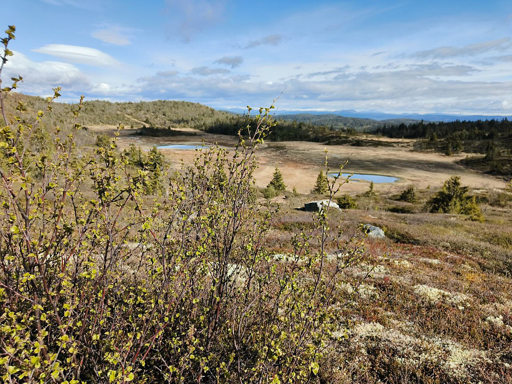 Bjørka var grønn på fjellet nå.
