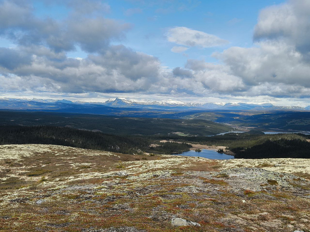 Snøen ligger i heimen. Skogshorn sentralt i bildet.