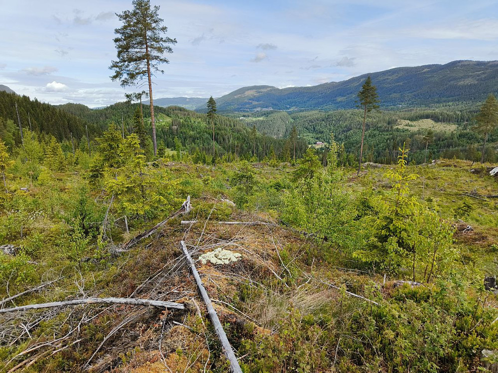 På flata noe nedenfor Song i Liagrenda, nordover mot Aurdal. Så et glimt av snøen i Jotunheimen også.