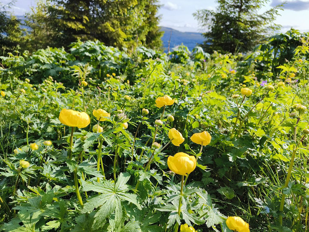 Ballblom, som også er kjent som alvekopp, da småfolk i følge folketroen skulle kunne skjule seg inn i de runde lukkede blomstene.