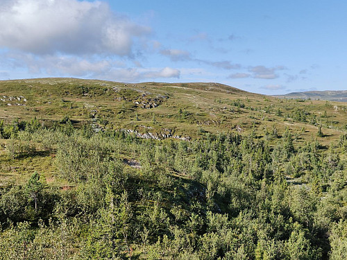 Ølnessæterfjellet, snillt og begrenset med bratte bakker, som var det jeg ville ha i dag. En sykkeltur opp til Bøhnssetra først varmet ledda godt opp.