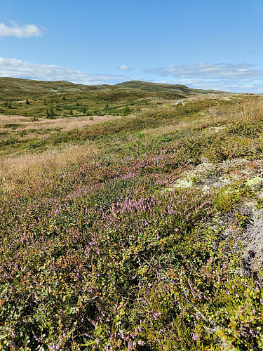 Bjødalskampen. Fine farger i lyngen nå.