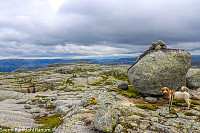 Varmekroheia øst