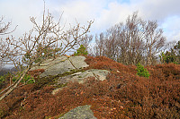 Haganesknuden