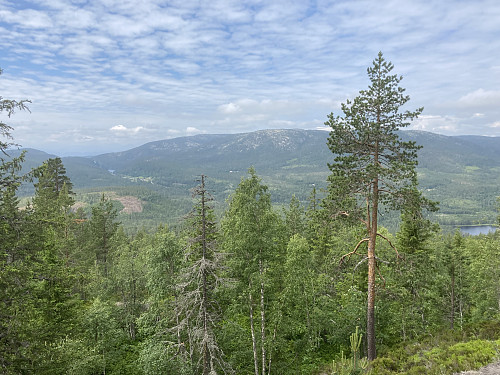 Et glimt av utsikt fra den krattete oppstigningen mot Steinmann. I bakgrunnen ses Fjellstulfjellet i Notodden