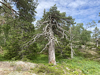 ØyvindBergkvam_20210823_61239f30ea814.jpg