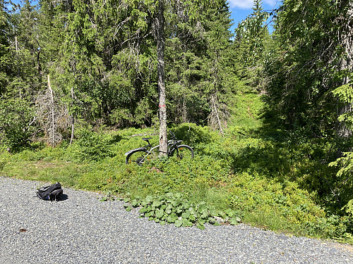 Jeg parkerte sykkelen like ved Dammyra og fulgte sti et stykke nordover mot Mørkreiåsen