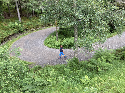 Det er mange turveier å velge i i området rundt Fløyen.