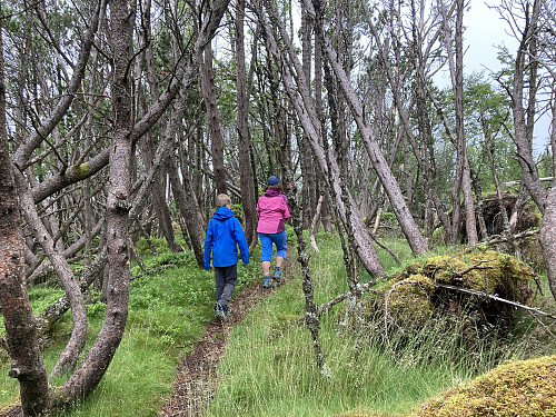 Artig skog mellom Sandviksfjellet og Stoltzekleiven