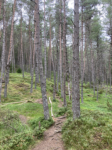 Variert skogsterreng på den korte turen til toppen