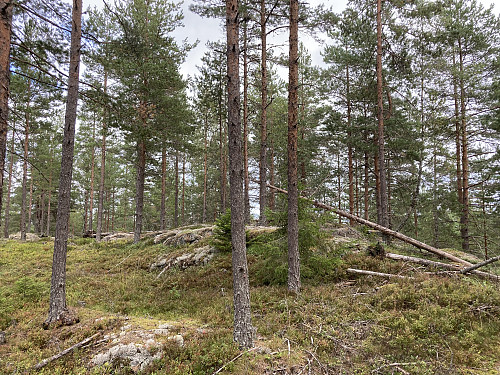 Min første tur til Bjønnehihøgda!