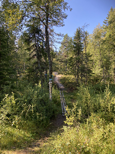 Den merkede stien passerer like vest for Abboråsen
