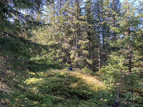 Toppunktet på Abboråsen i Hole