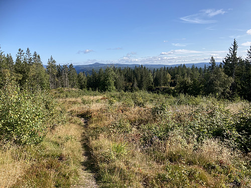 Utsikt mot nord fra hogstfeltet nord for Abboråsen. Gyrihaugen stikker opp i det fjerne