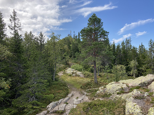 Toppen av Gyrihaugen i sikte