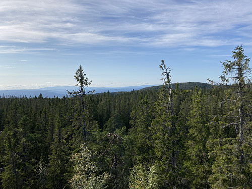 Ringkollen sett fra Rughaugen