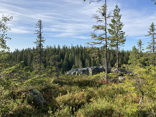 NØ for Borgersetra sett fra nabotoppen i sør.