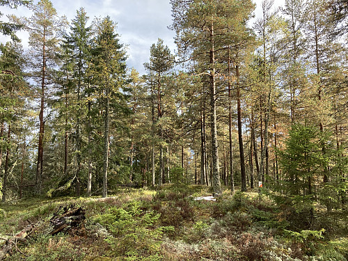 Sjølen 297 moh i Lillestrøm