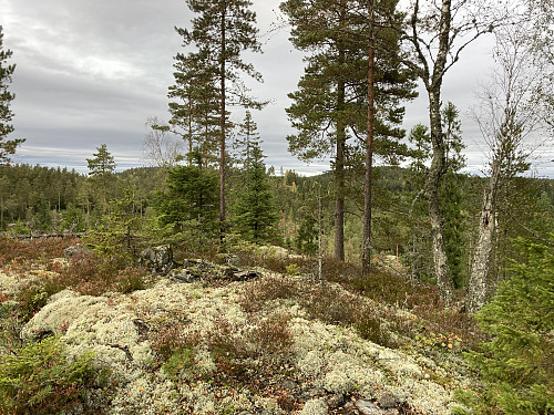 Den navnløse toppen 261 moh sør for Sjølentoppene som ses i bakgrunnen