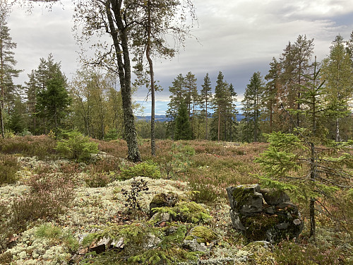 Den navnløse toppen 261 moh sør for Sjølentoppene kunne by på best utsikt av disse tre toppene!