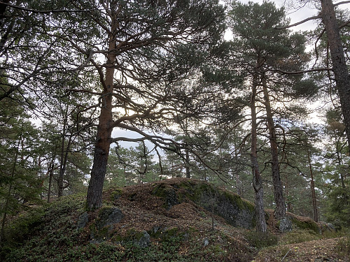 Selve toppunktet på Langøybratten ligger litt mer inn i skogen fra utsiktspunktet