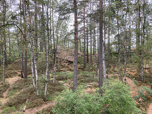 Selve toppunktet på Lovisenbergkollen ligger litt tilbaketrukket inne i skogen og kan lett ses fra utsiktspunktet