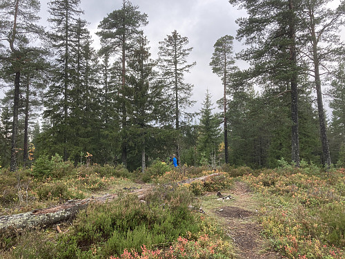 Toppunktet på Gjelleråsen 324 moh